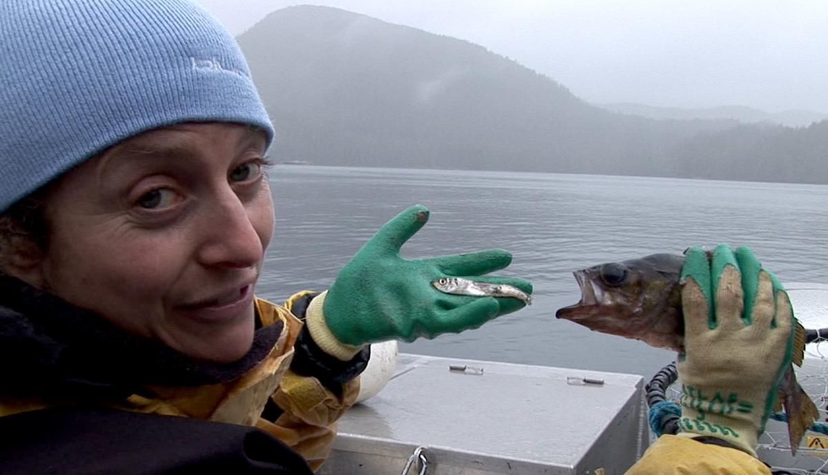 Benthic fish Pacific Herring